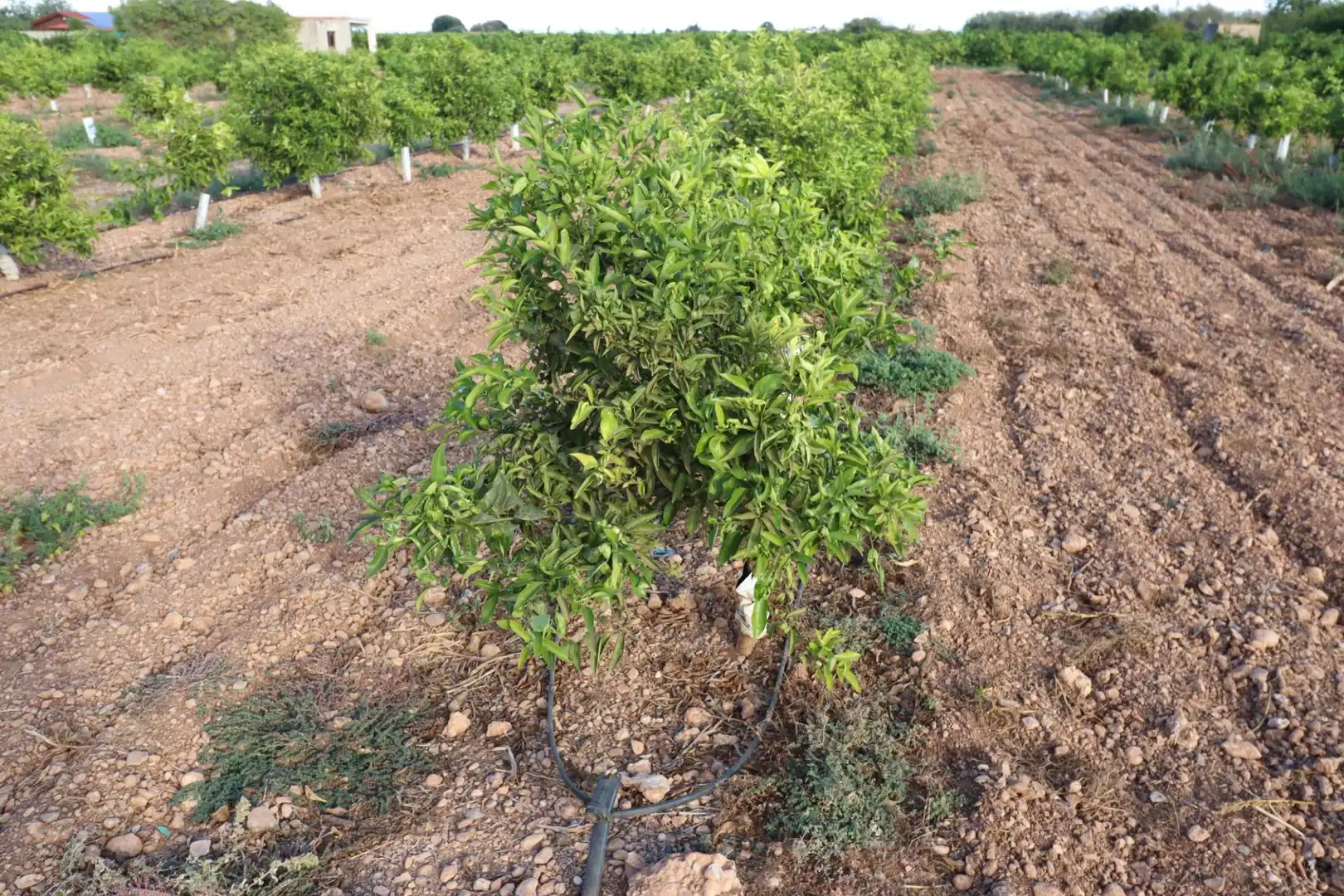 Terreny en venda en Vinaròs