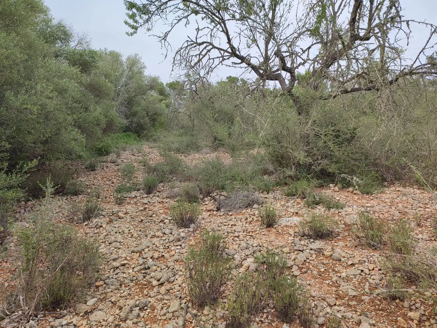Terrain rustique à vendre à Sant Joan, imagen 4