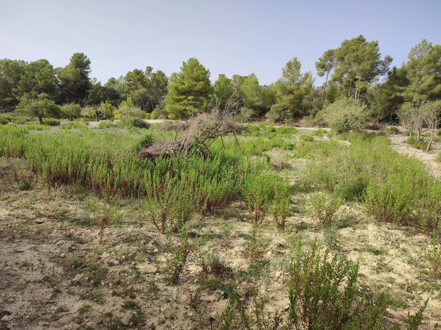 Terreny residencial en venda a Sant Joan, imagen 10