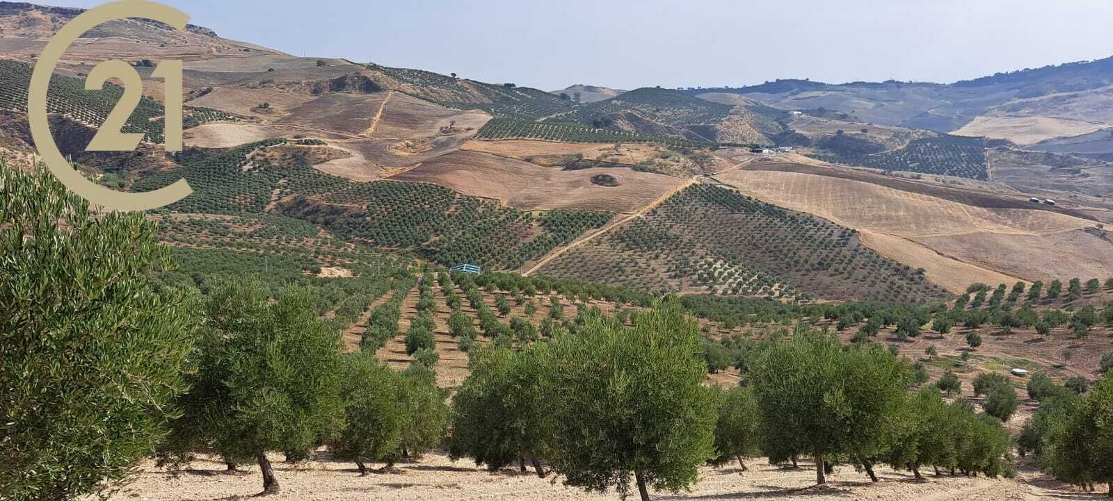 Land for sale in MA-8407, 2, Montecorto
