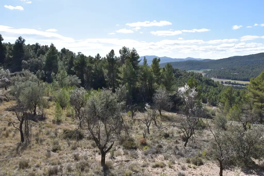 Land for sale in Fuentespalda