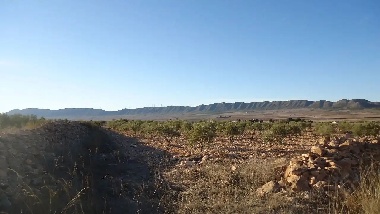 Terreni e lotti in vendita a Yecla, imagen 6
