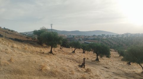 Terreno cerca de Jerez. Olivos, luz, buen acceso, imatge 4
