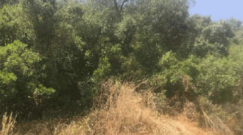 Foto 3 de Terreny en venda a Poligono 34 Parcela 148 Mezquita, Martos, Jaén