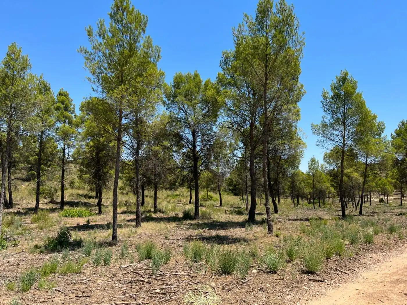 Terreno en venta en Férez