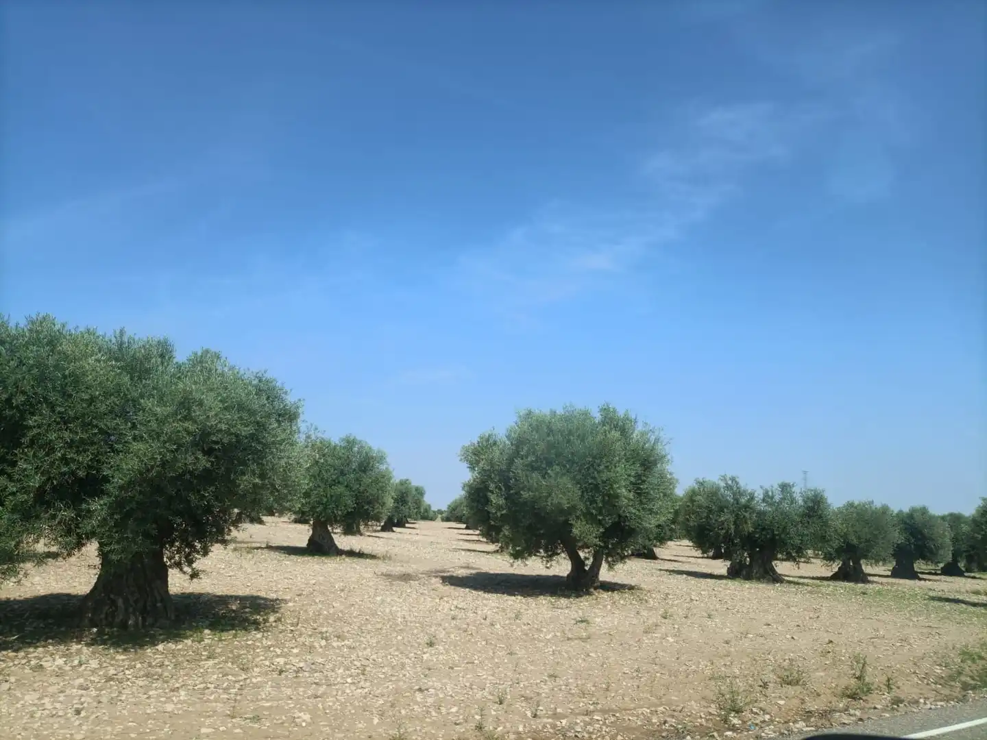 Rural land for sale in Almonacid de Toledo, imagen 2