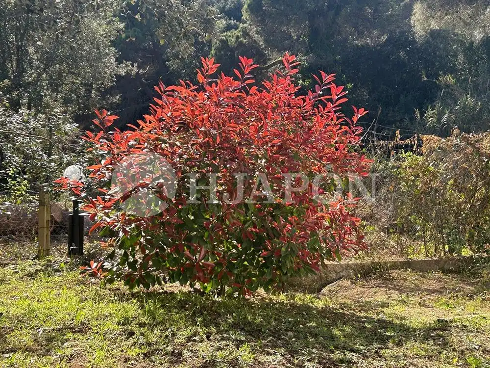 Garden of Houses for sale in Alella, Barcelona
