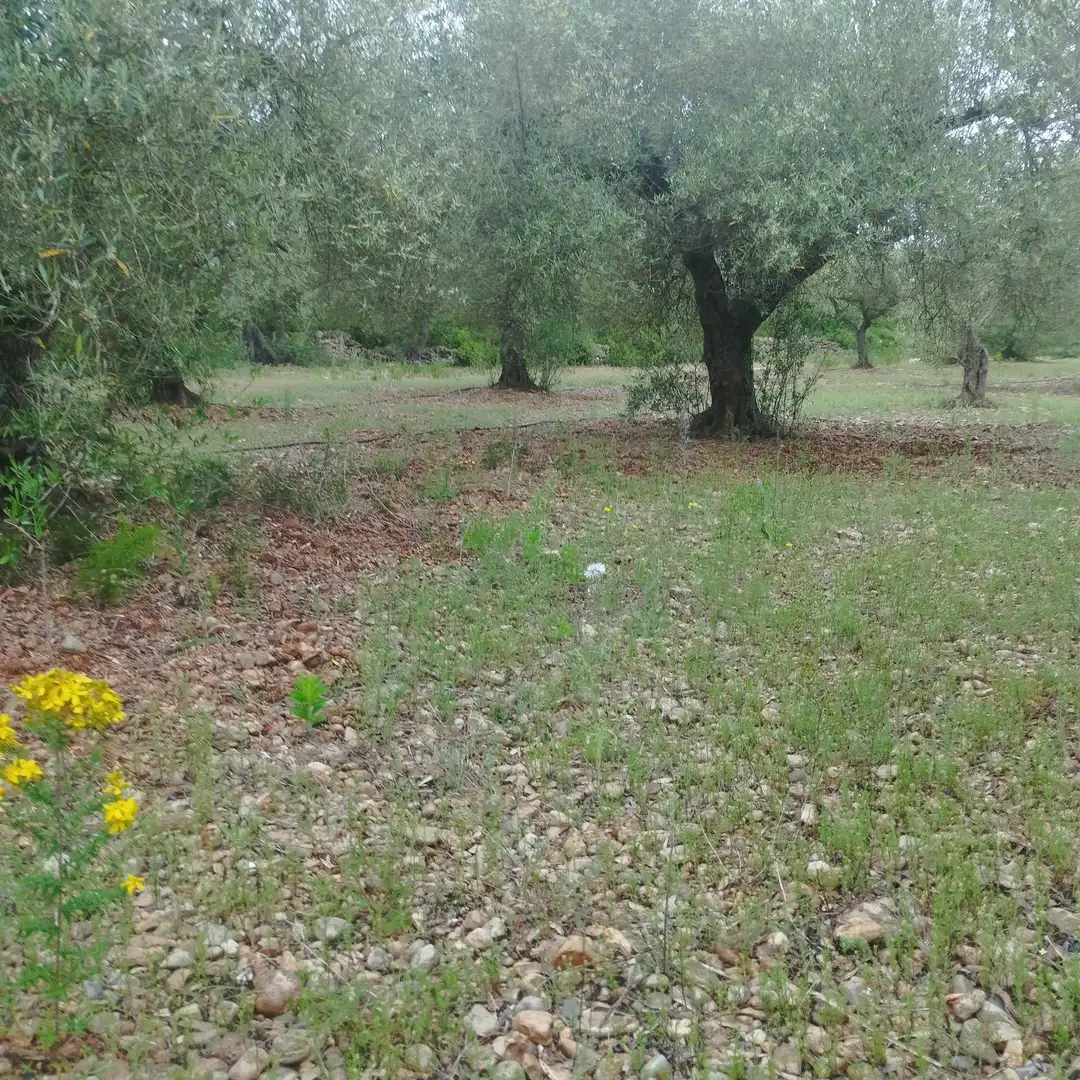 Industrial land for sale in Moncofa