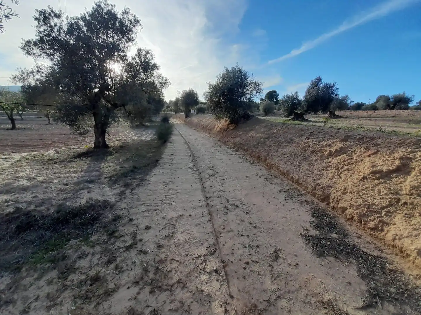 Rural land for sale in Ascó, imagen 5