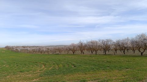 Finca de almendros en carretera de la cabra - Padul