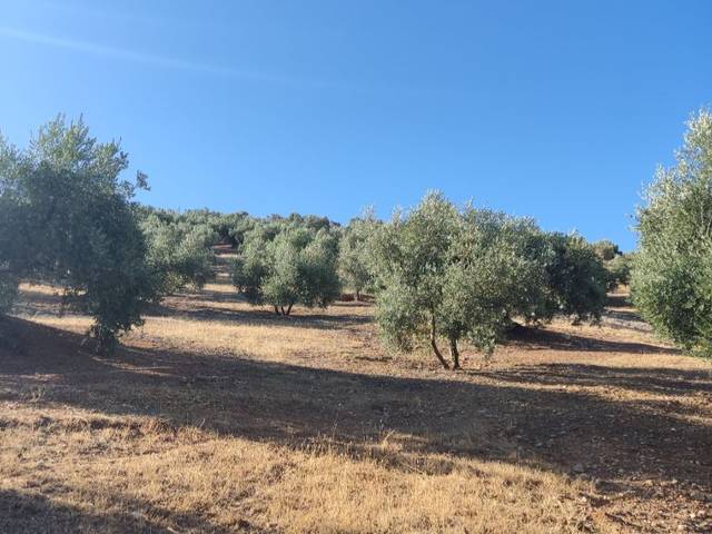 Terreno en Venta en Cierzos y Cabreras, 113 en Iznájar