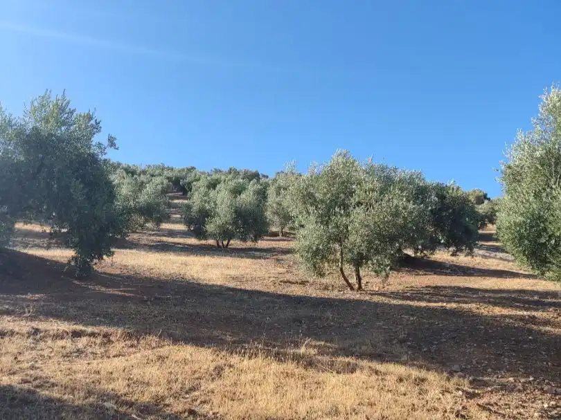 Grundstücke zum Verkauf in Iznájar