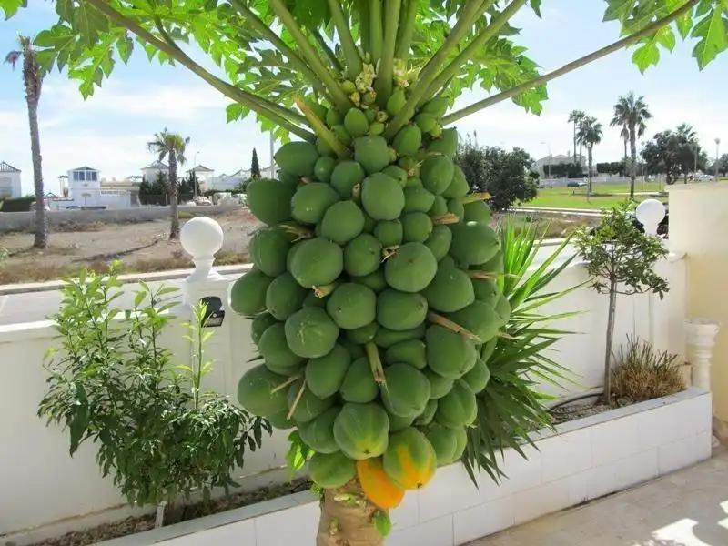 Villa à vendre à Nueva Torrevieja - Aguas Nuevas, imagen 11