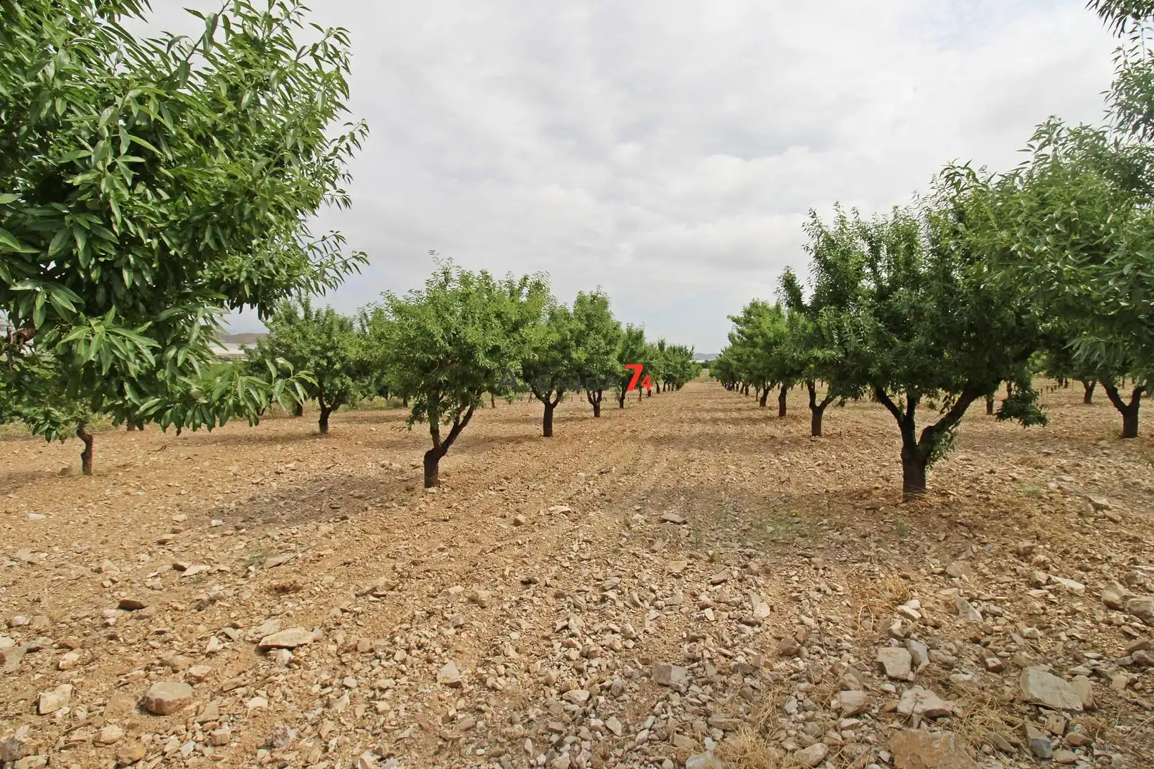 Terrains et parcelles à vendre à Pedanías Sur, imagen 19