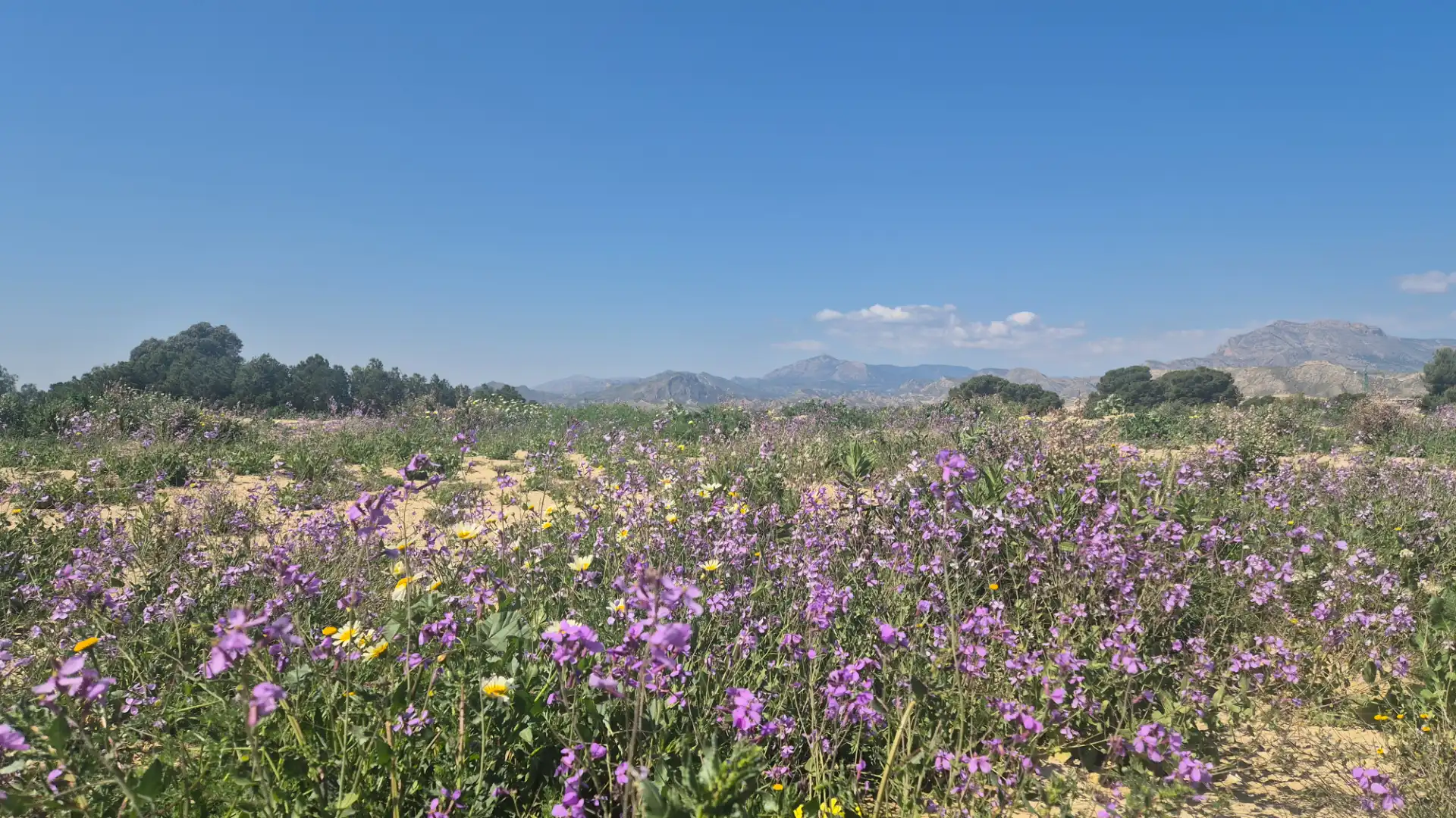 Jardín de Casa o chalet en venta en Busot con Aire acondicionado, Calefacción y Jardín privado