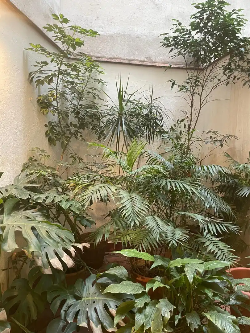Jardín de Piso de alquiler en Córdoba con Aire acondicionado, Terraza y Amueblado