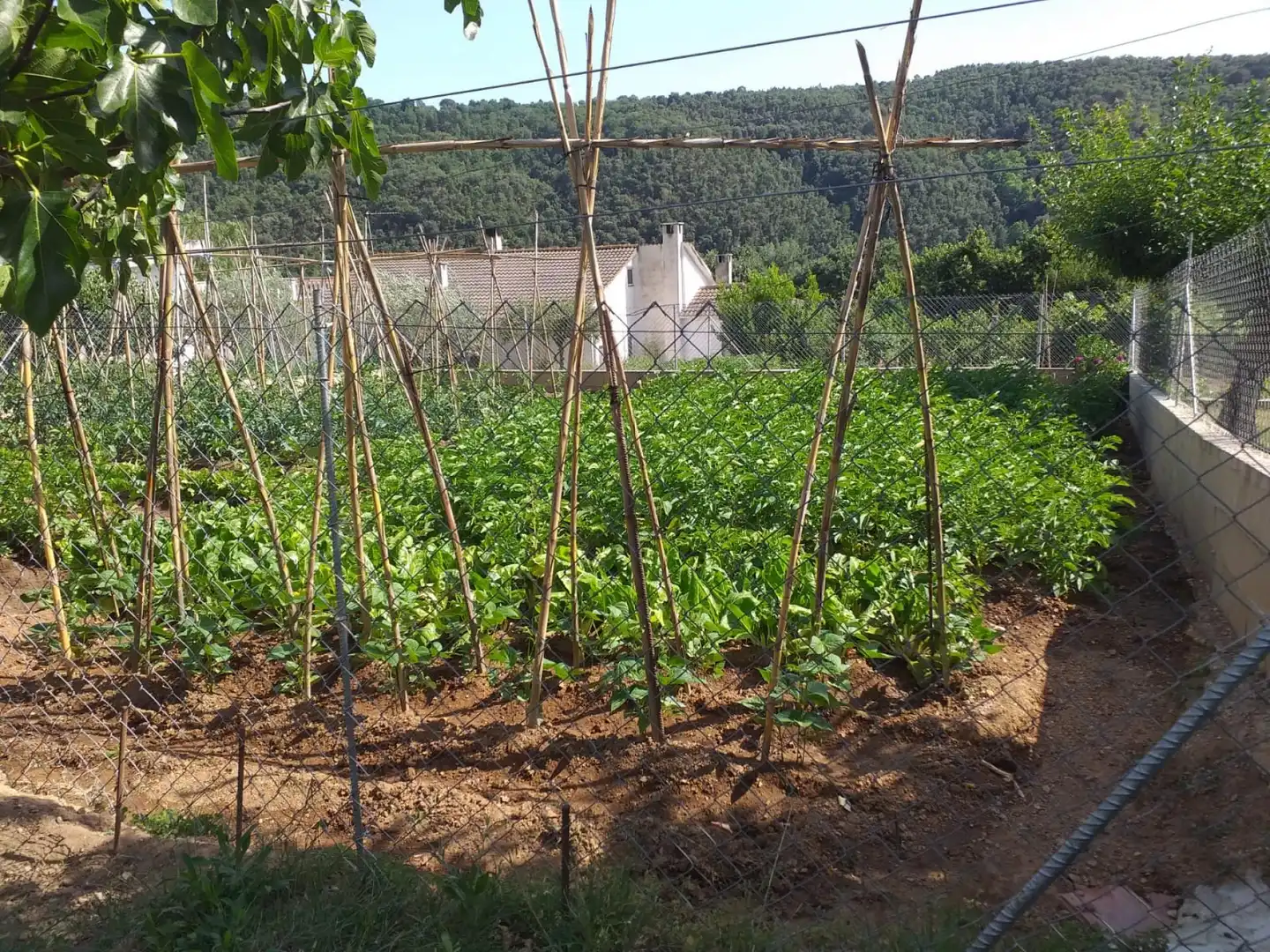 Villa mit Garten zum Verkauf in Sant Feliu de Buixalleu, imagen 20
