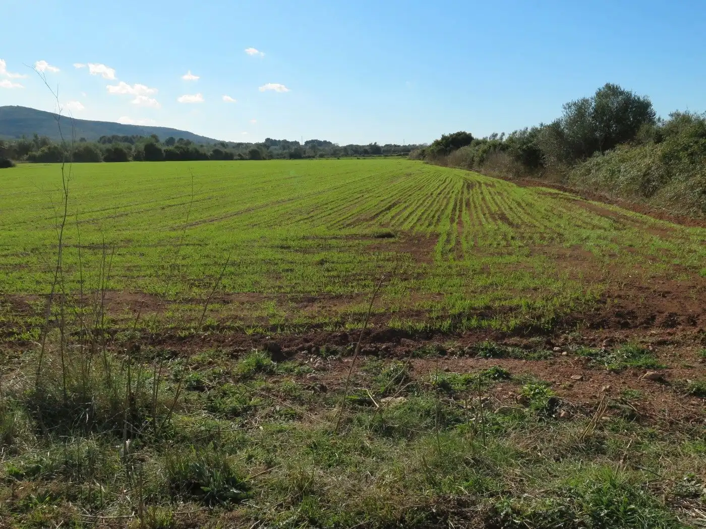 Rural land for sale in Godall, imagen 6