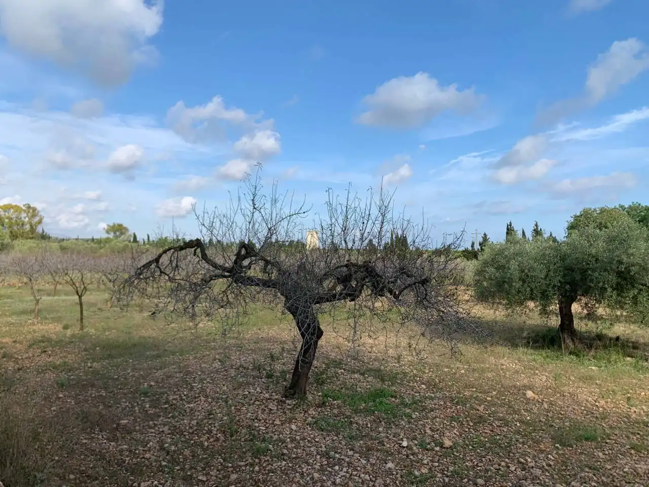 Rural land for sale in Calle POLIGONO 43, PARCELAS 350, 353,559, imagen 4