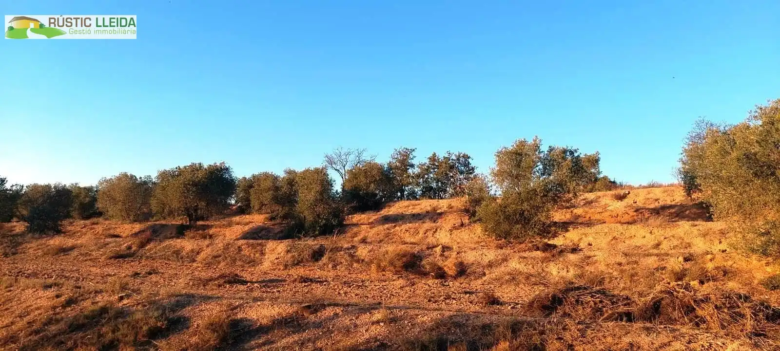 Terreny rústic en venda a Puiggròs, imagen 6