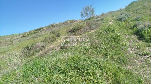 PARCELA IDEAL PARA REGREO A 4 MINUTOS DE BAENA. POR SOLO 16.000, immagine 3