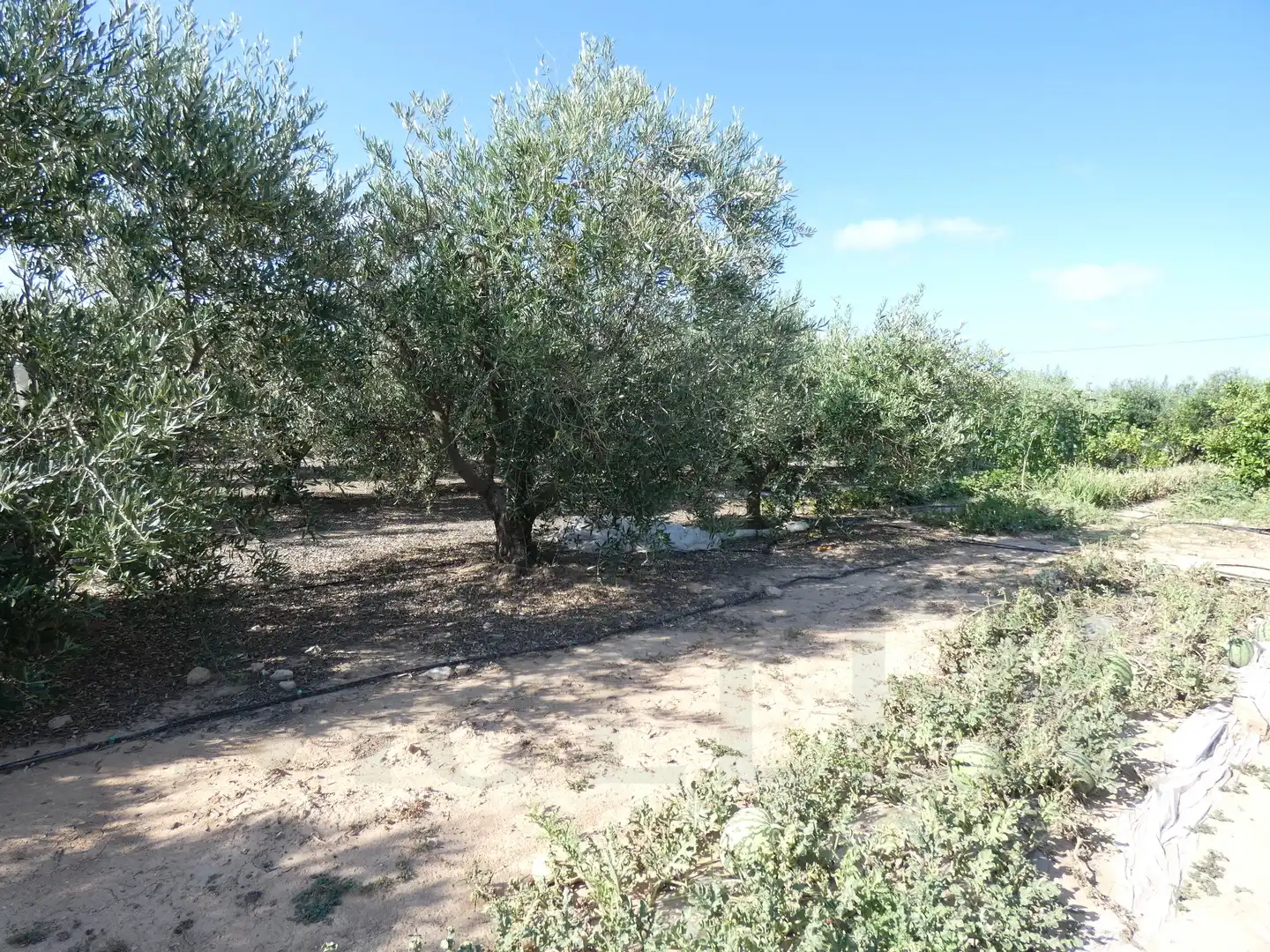 Grundstücke zum Verkauf in Torre-Pacheco