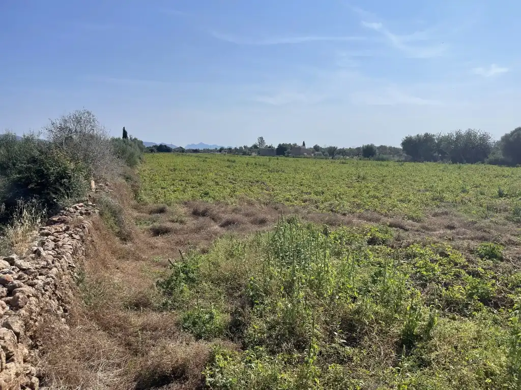 Terreny rústic en venda a Búger
