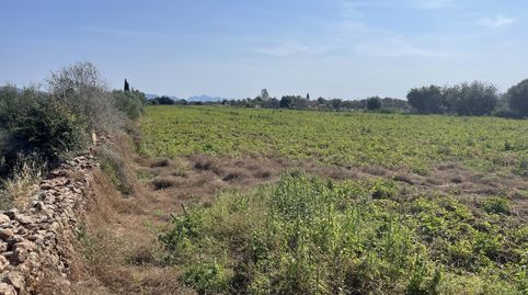 Parcela de campo con fantástico proyecto de chalet en venta en Búger, Mallorca