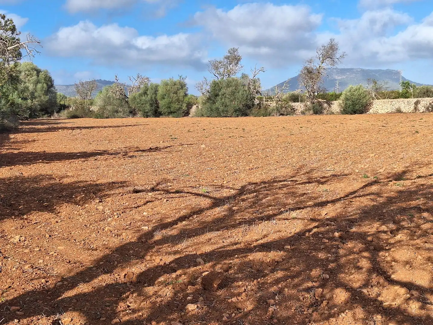 Terreno rustico in vendita a Llucmajor pueblo, imagen 6