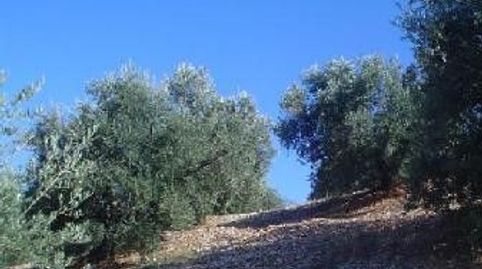 OLIVAR DE SECANO DEHESA DE PEÑOLITE