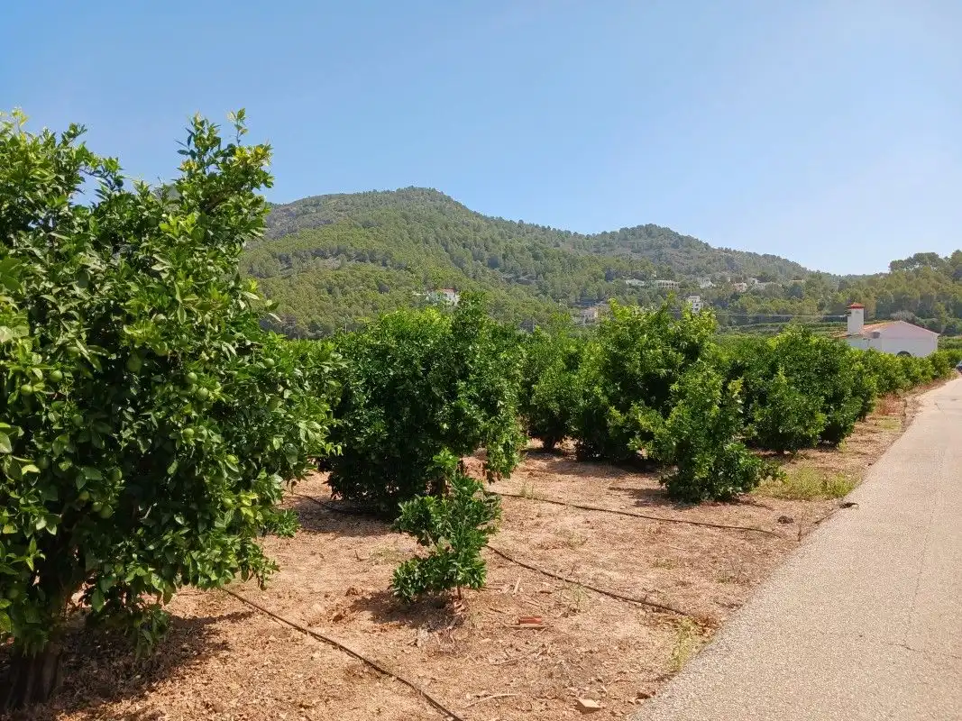 Terreny rústic en venda a Palma de Gandia, imagen 7