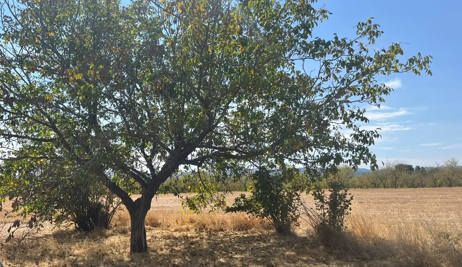 Terreno rustico in vendita a Cretas, imagen 14