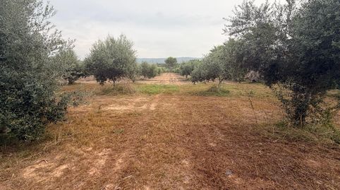 Venta parcela rustica con olivos en AgullentValencia