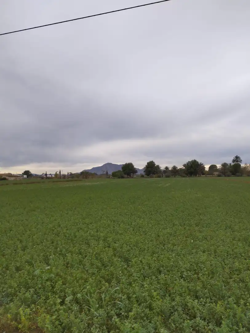 Terreno rustico in vendita a Crevillent, imagen 3