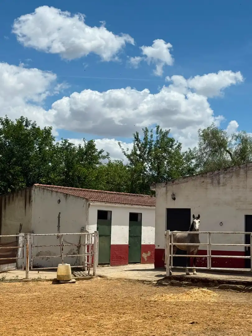 Chalet con piscina en venta en Carretera Olivares, imagen 37