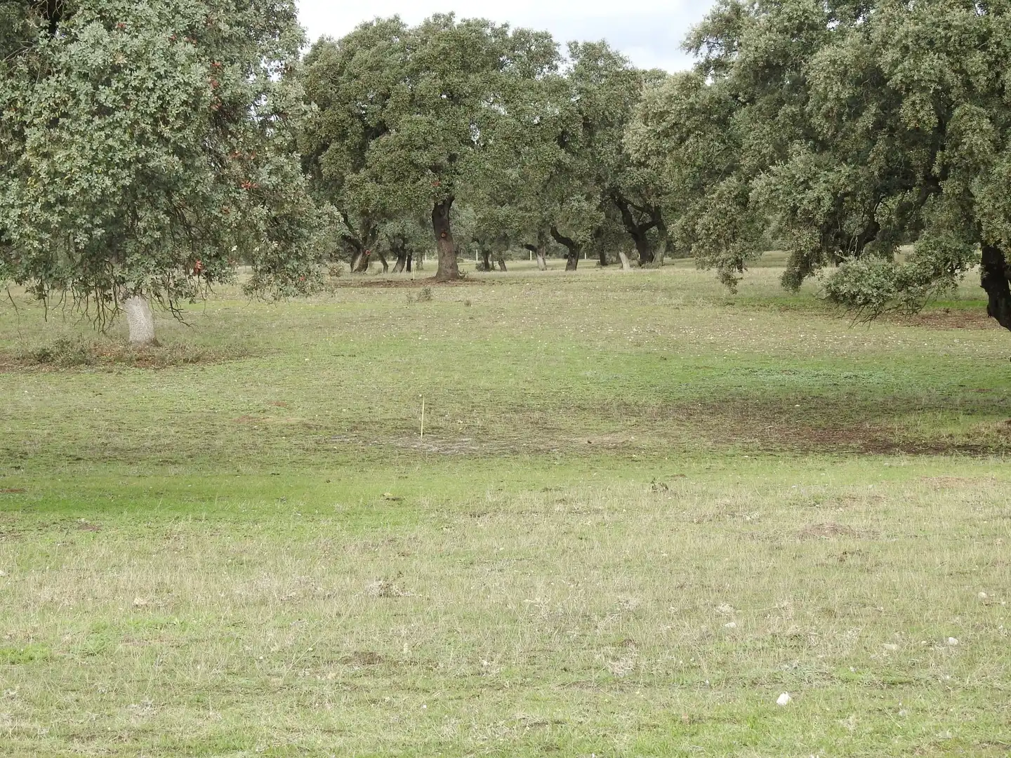 Grundstücke zum Verkauf in Torralba de Oropesa