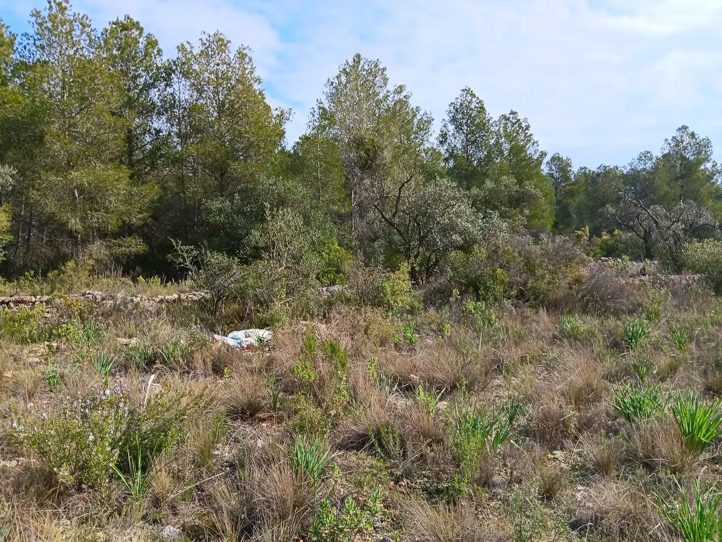 Lands and plots for sale in Ginestar, imagen 4