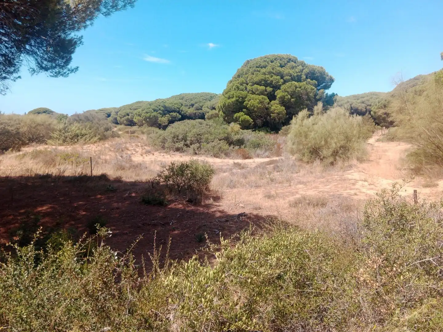 Rustikales Grundstück zum Verkauf in Las Lagunas - Campano, imagen 5