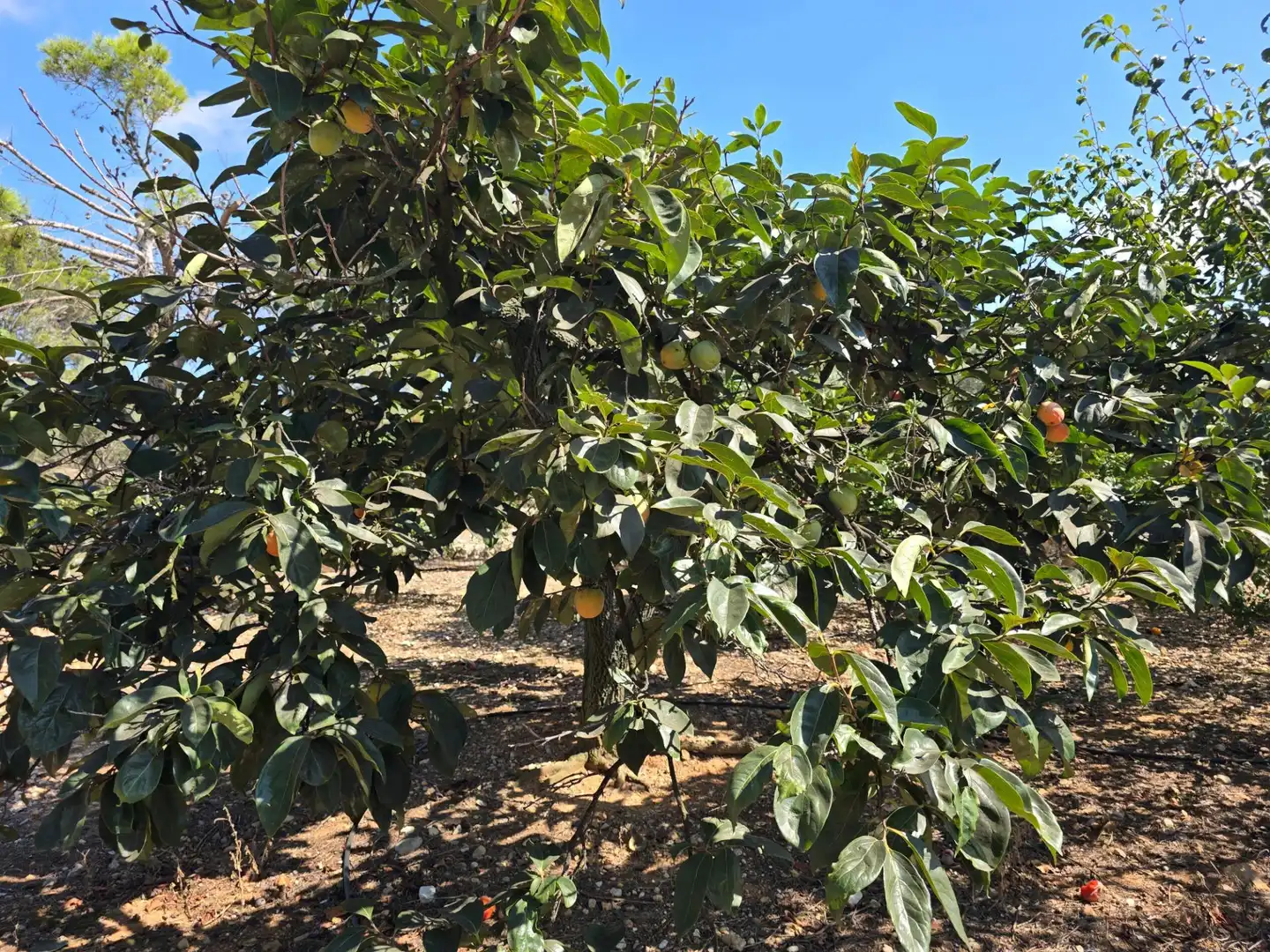 Jardín de Finca rústica en venta en Freginals con Jardín privado