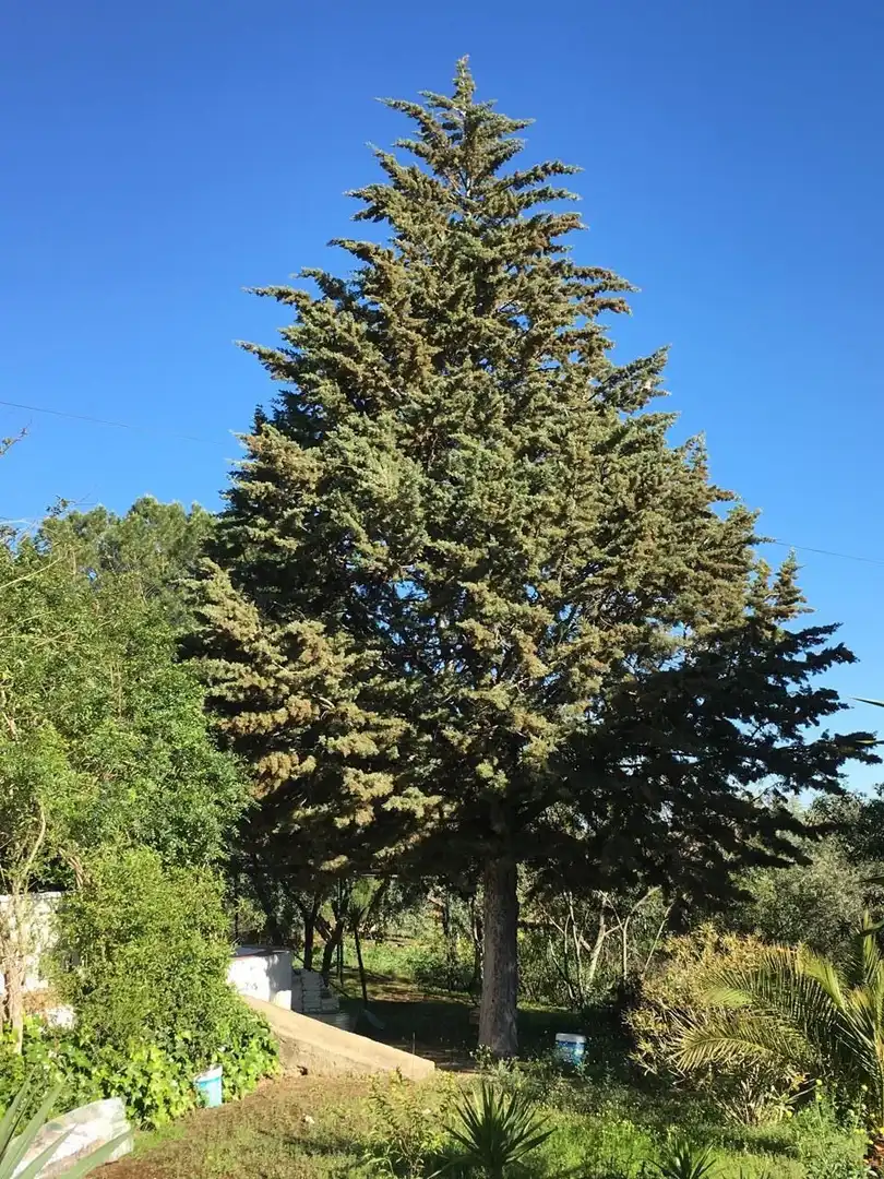 Casa rústica amb jardí en venda a Bobadilla - Bobadilla Estación - La Joya, imagen 7
