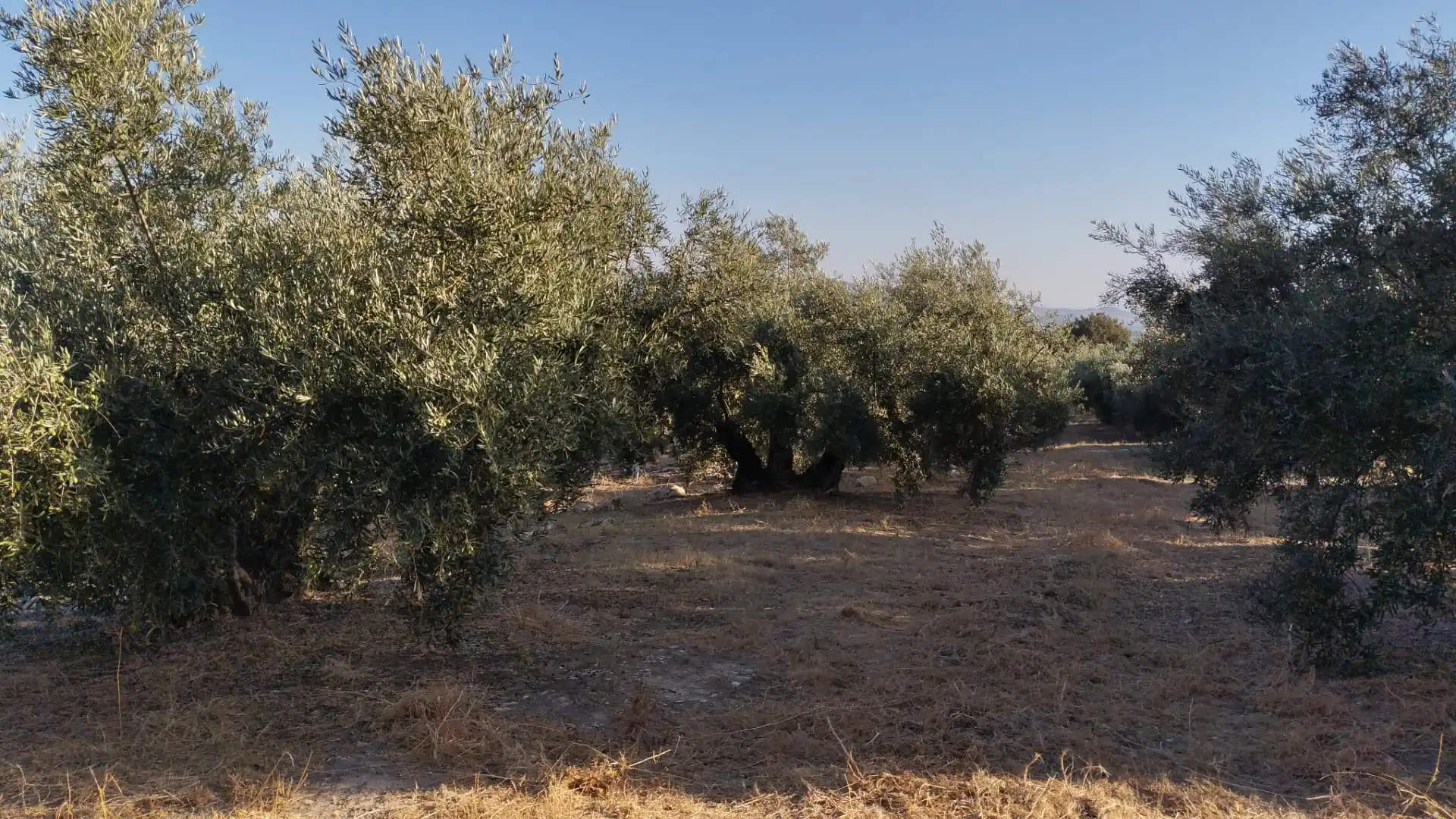 Terreno rustico in vendita a Avenida Góngora, imagen 3
