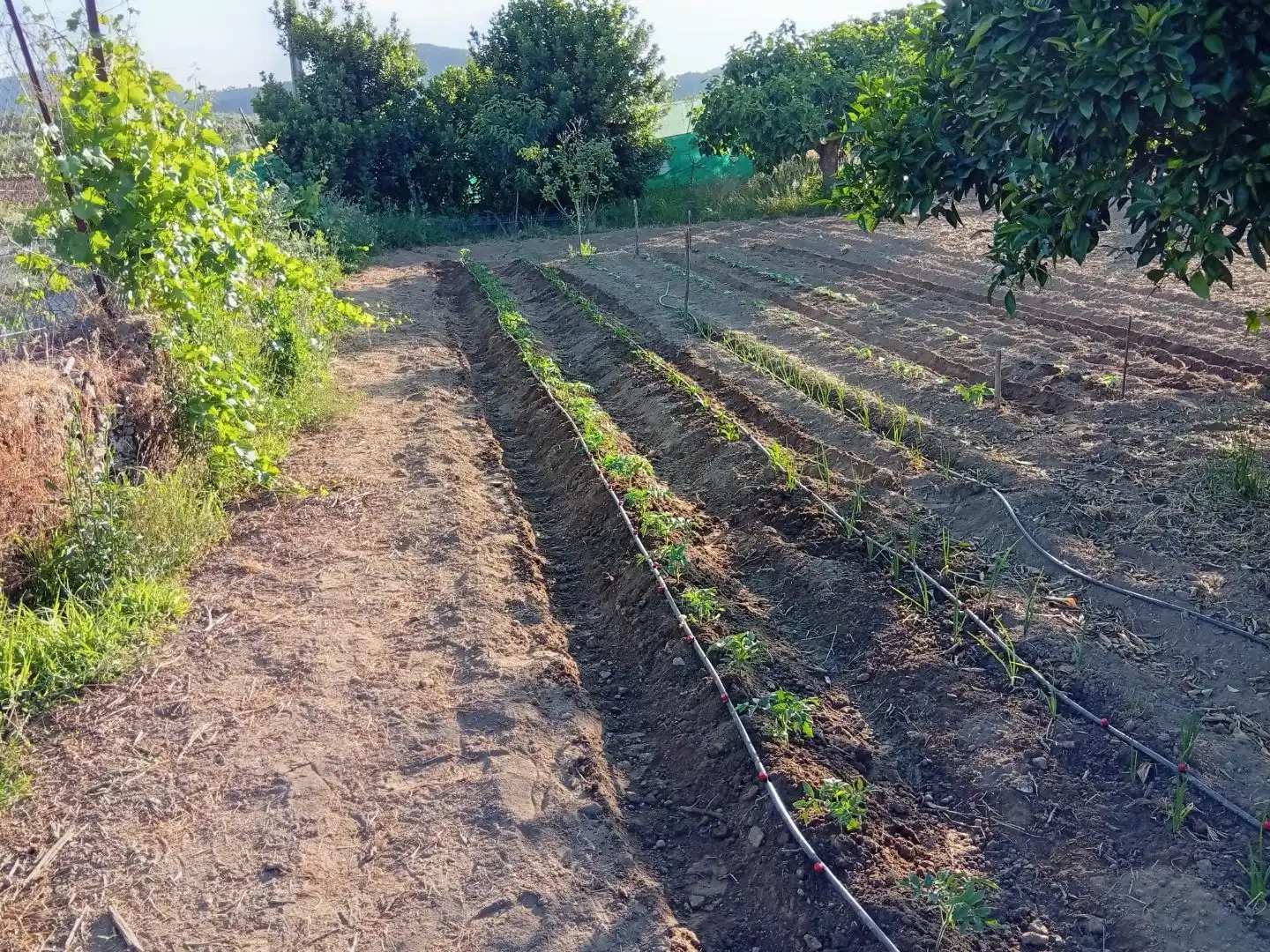 Garden of Land for sale in Villanueva de la Sierra