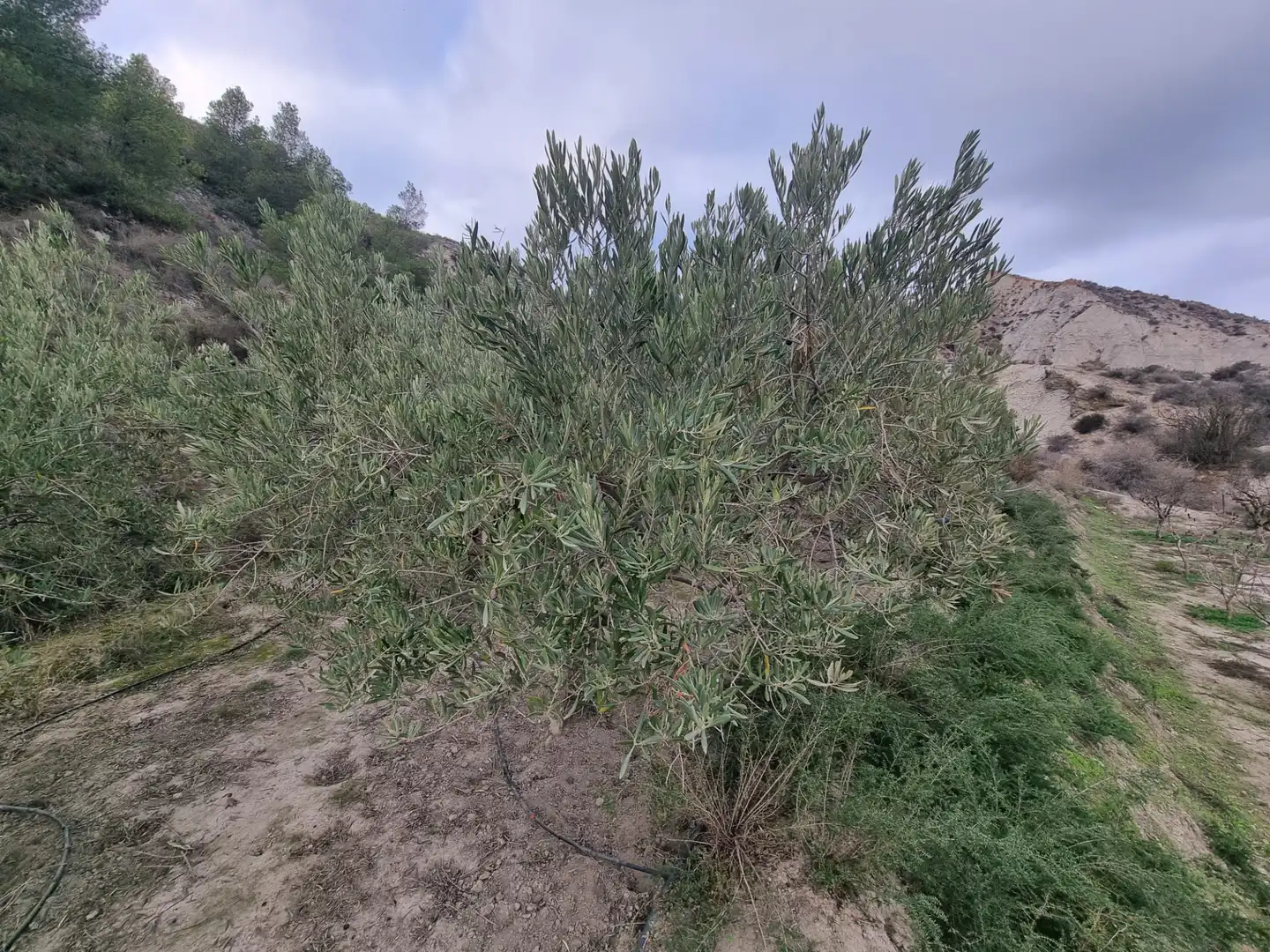 Rural land for sale in Calle Camino Ancho 4, imagen 14