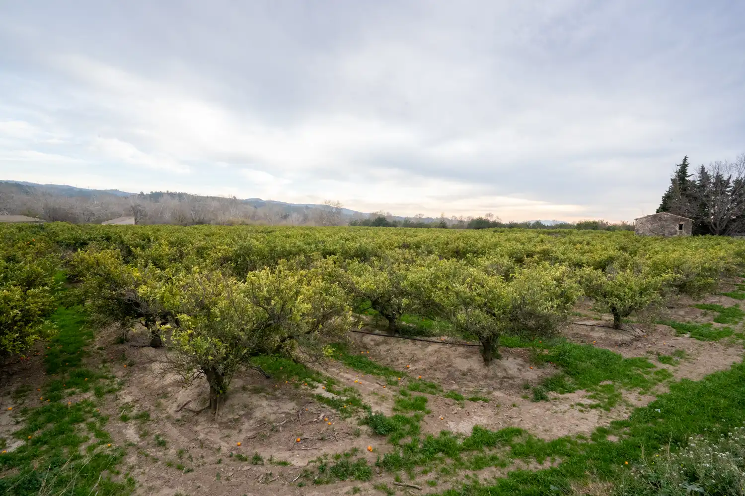 Terrain rustique à vendre à Partida Sant Bernabe 466, imagen 17