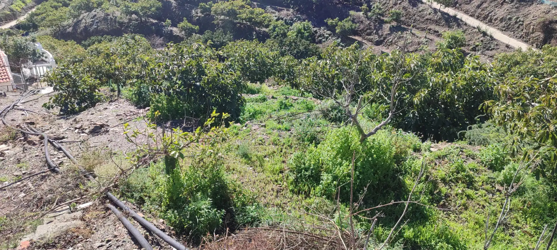 Casa rústica en venta en Torrox Pueblo, imagen 3