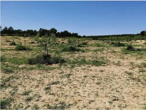 Rustikales Grundstück zum Verkauf in Almansa, imagen 6