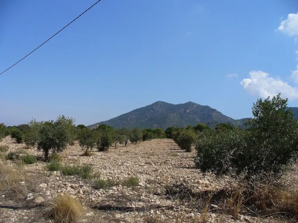 Residential land for sale in Biar, imagen 6