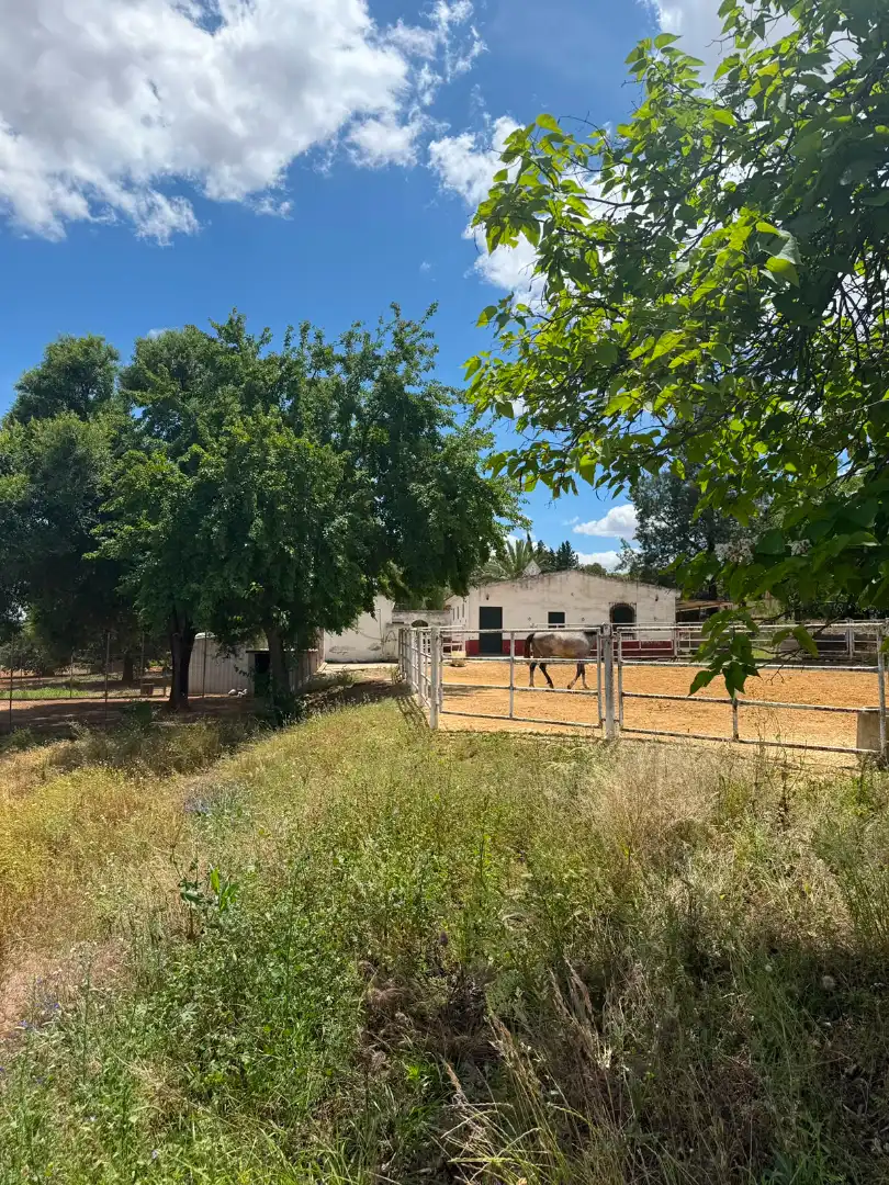 Chalet con piscina en venta en Carretera Olivares, imagen 38