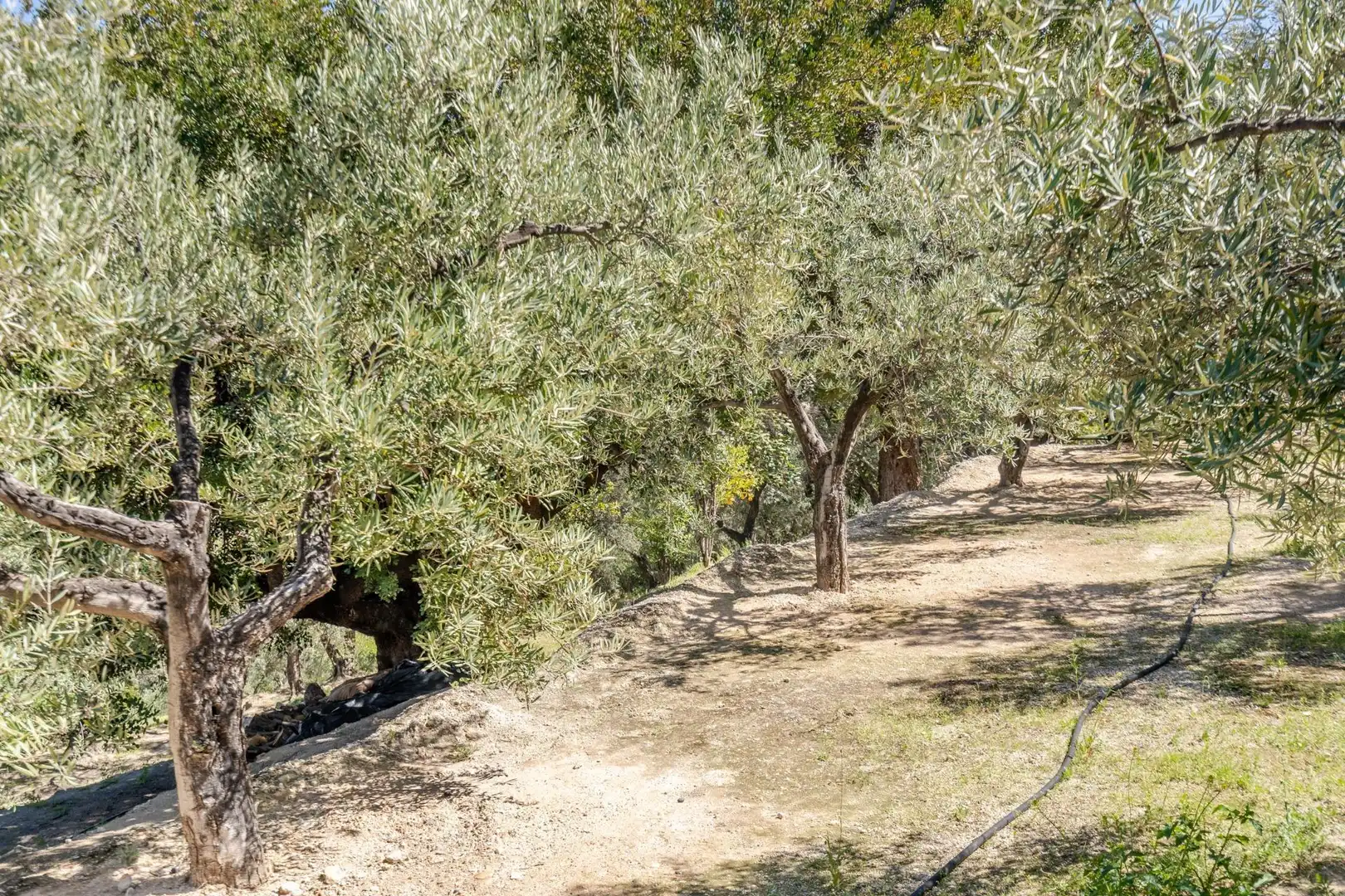 Garden of Land for sale in El Pinar