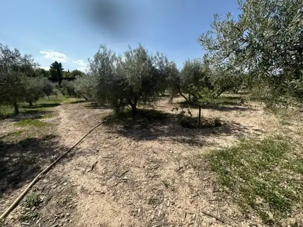 Rustikales Grundstück zum Verkauf in Monóvar  / Monòver, imagen 7